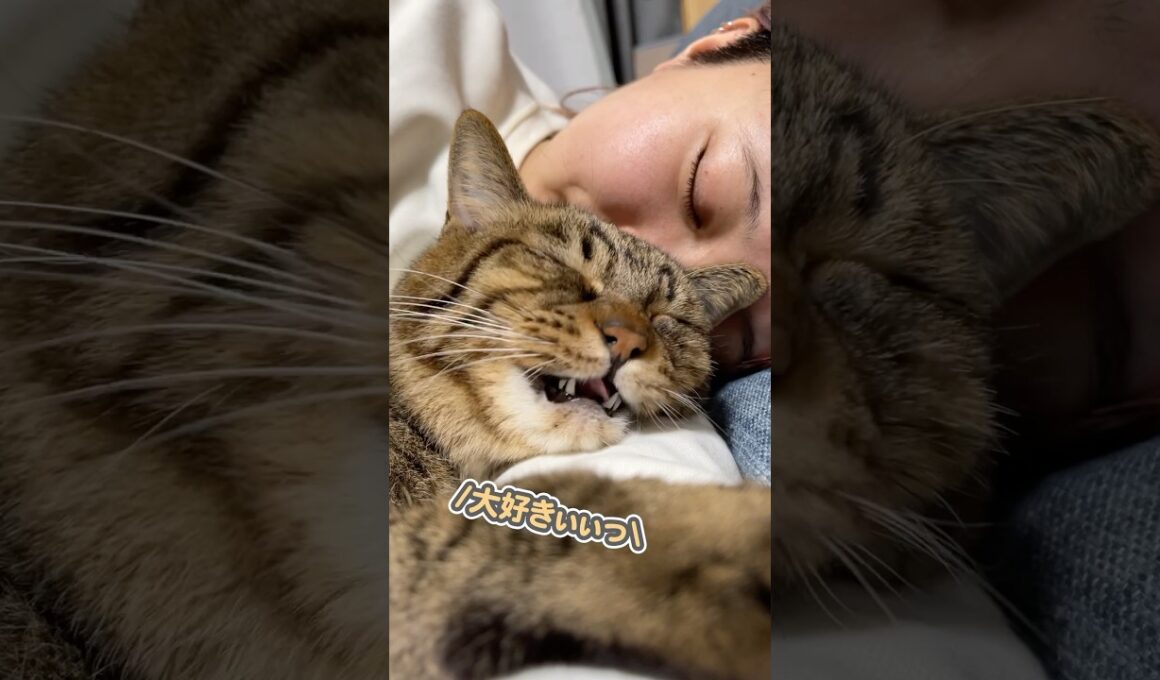 「大好きやぁぁ…」と、ママの腕にギュッと抱きついて甘える猫