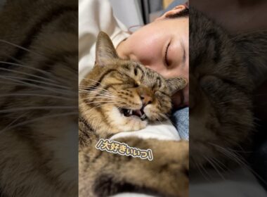 「大好きやぁぁ…」と、ママの腕にギュッと抱きついて甘える猫