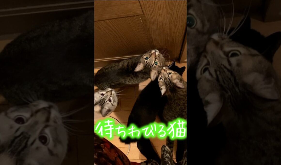 待ちわびる猫たちの表情が全て物語ってる #猫 #ペット #感動