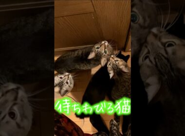 待ちわびる猫たちの表情が全て物語ってる #猫 #ペット #感動