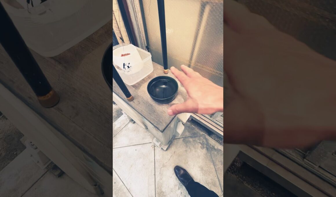 ゴメンねネコ、、お掃除したまま忘れてたよ