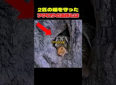 天敵なのに子猫を守るフクロウ #動物 #感動