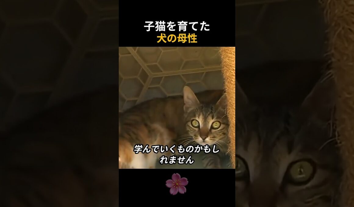 子猫を育てた犬の母性
