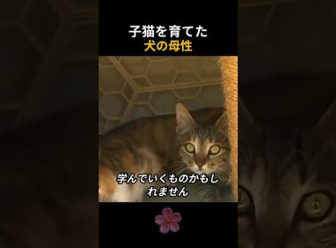 子猫を育てた犬の母性