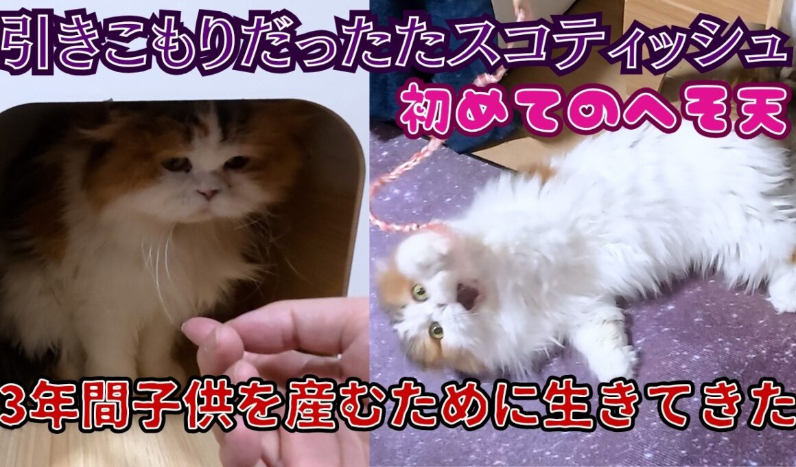 3年間お母さんとして生きた保護猫スコティッシュフォールド手づくりおもちゃで「初めてのへそ天」（保護猫カフェ猫の惑星にゃーくる）京橋駅Rescue Scottish Fold Cat