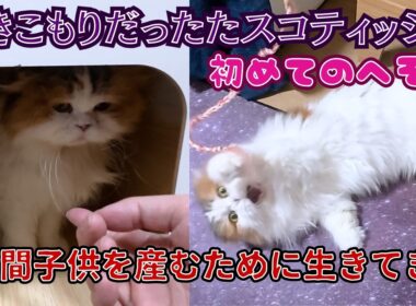 3年間お母さんとして生きた保護猫スコティッシュフォールド手づくりおもちゃで「初めてのへそ天」（保護猫カフェ猫の惑星にゃーくる）京橋駅Rescue Scottish Fold Cat
