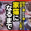 【感動】母猫や兄妹との別れ…寂しかったふたりが本当の家族になるまで【まとめ】