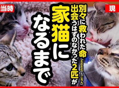 【感動】母猫や兄妹との別れ…寂しかったふたりが本当の家族になるまで【まとめ】