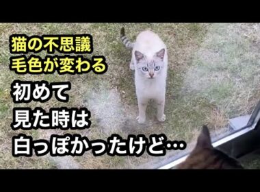 【猫の不思議】毛色が変わる！模様が消える！瞳の色が変わる！