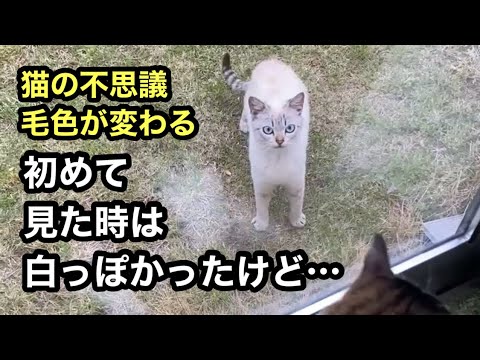 【猫の不思議】毛色が変わる！模様が消える！瞳の色が変わる！