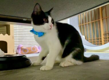 深夜に家に戻ったら暴れ狂ってた子猫