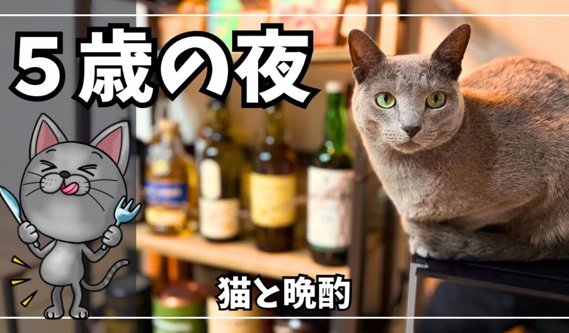 【誕生日】5歳になった愛猫と静かな晩酌｜猫とウイスキーの夜