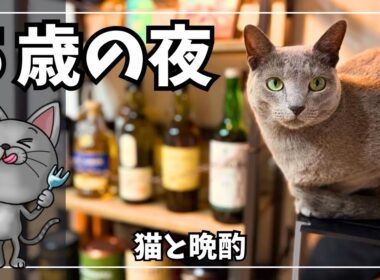 【誕生日】5歳になった愛猫と静かな晩酌｜猫とウイスキーの夜