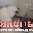 バーマン猫ラフ【さわれないもの】Something that cannot be touched（バーマン猫）Birman/Cat