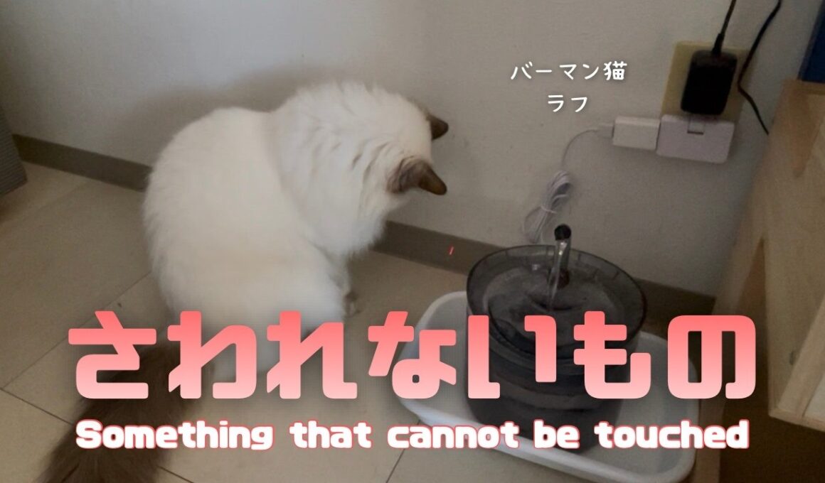 バーマン猫ラフ【さわれないもの】Something that cannot be touched（バーマン猫）Birman/Cat
