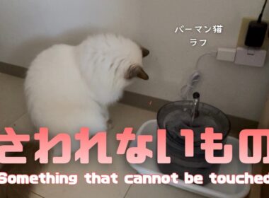 バーマン猫ラフ【さわれないもの】Something that cannot be touched（バーマン猫）Birman/Cat