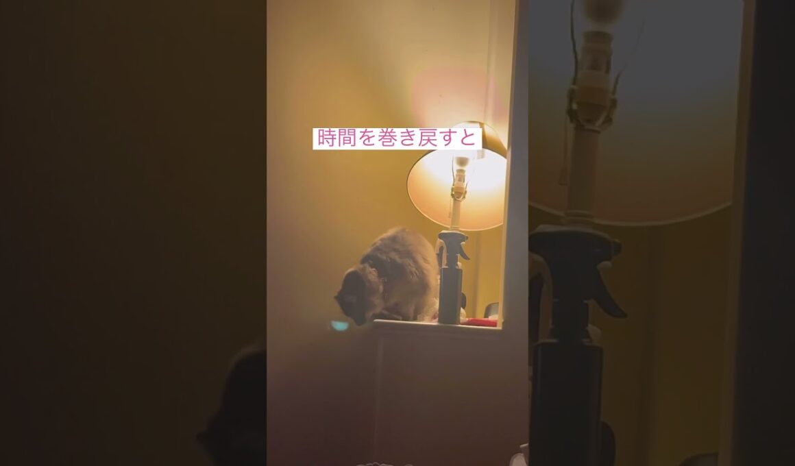 犯人は #ねこ動画 #アメリカンカール #catshorts