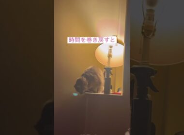 犯人は #ねこ動画 #アメリカンカール #catshorts