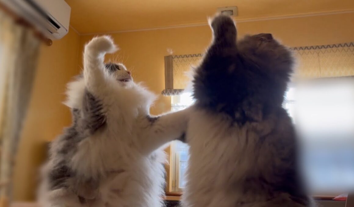 【バトル⁉︎】仲良いの？仲悪いの？？ノルウェージャンフォレストキャットとターキッシュアンゴラ