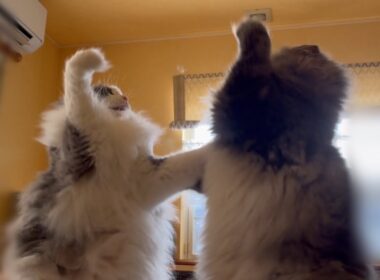 【バトル⁉︎】仲良いの？仲悪いの？？ノルウェージャンフォレストキャットとターキッシュアンゴラ