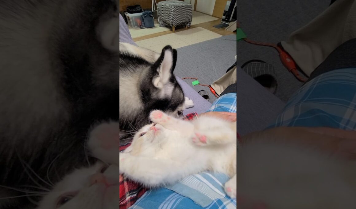 ハスキー犬を自分の親だと思ってる子猫がかわいい...笑#shorts