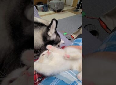 ハスキー犬を自分の親だと思ってる子猫がかわいい...笑#shorts