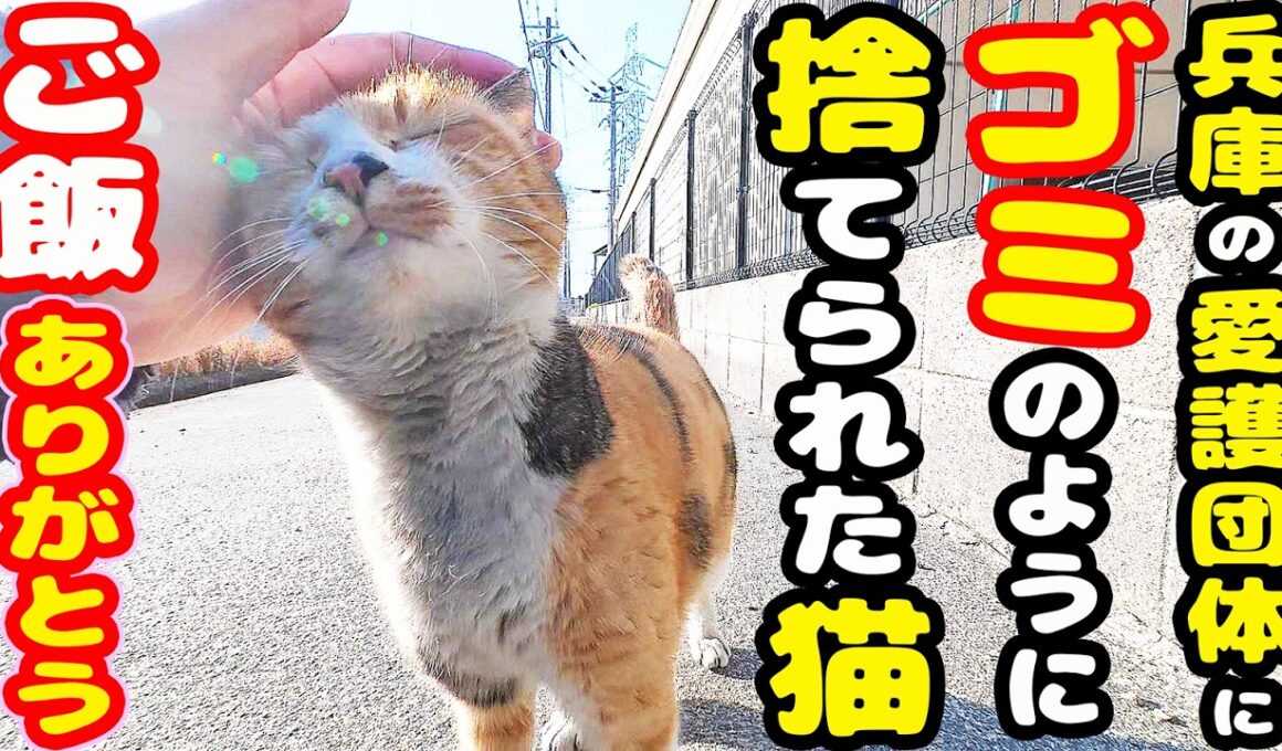 兵庫のとある愛護団体に捨てられた三毛猫にご飯あげると・・・ さくらねこへのエサやり【視聴だけでも猫を助けることになります】支援者様 視聴者様 猫たちに神のご加護を！野良猫の感動猫動画