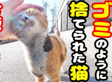 兵庫のとある愛護団体に捨てられた三毛猫にご飯あげると・・・ さくらねこへのエサやり【視聴だけでも猫を助けることになります】支援者様 視聴者様 猫たちに神のご加護を！野良猫の感動猫動画