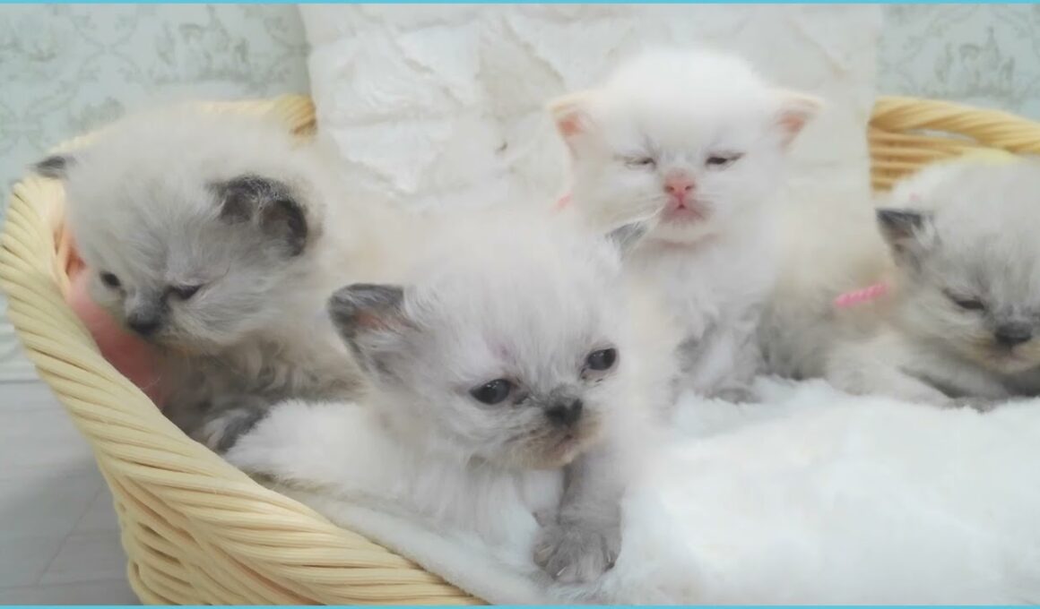 Coo&RIKU　No.00750870 ヒマラヤン