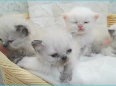 Coo&RIKU　No.00750870 ヒマラヤン