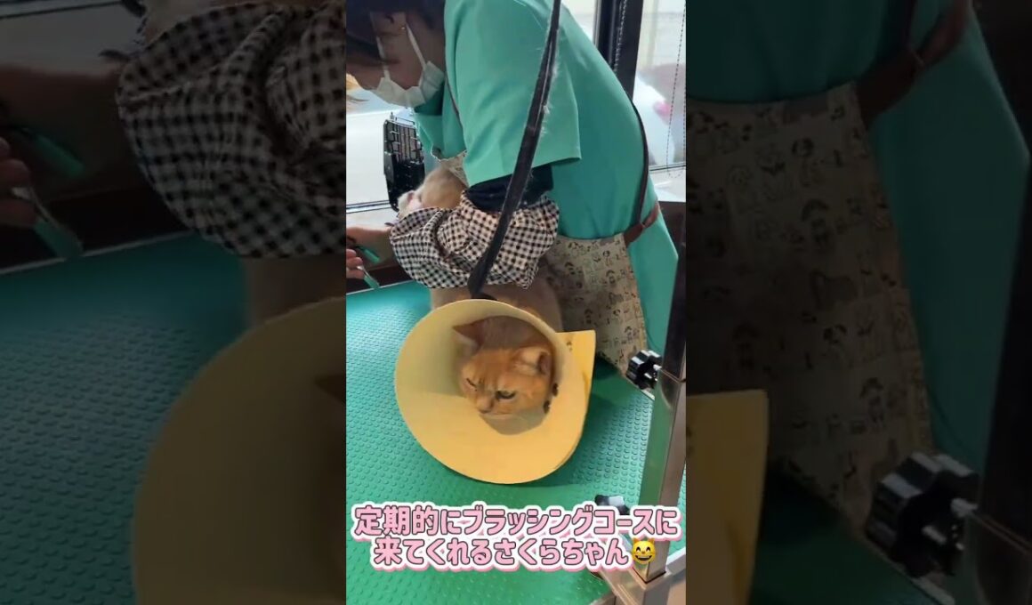 ブラッシングコースご利用☆　ブリティッシュショートヘアー　さくらちゃん #cat #短毛  #猫のいる暮らし