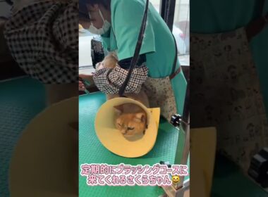 ブラッシングコースご利用☆　ブリティッシュショートヘアー　さくらちゃん #cat #短毛  #猫のいる暮らし