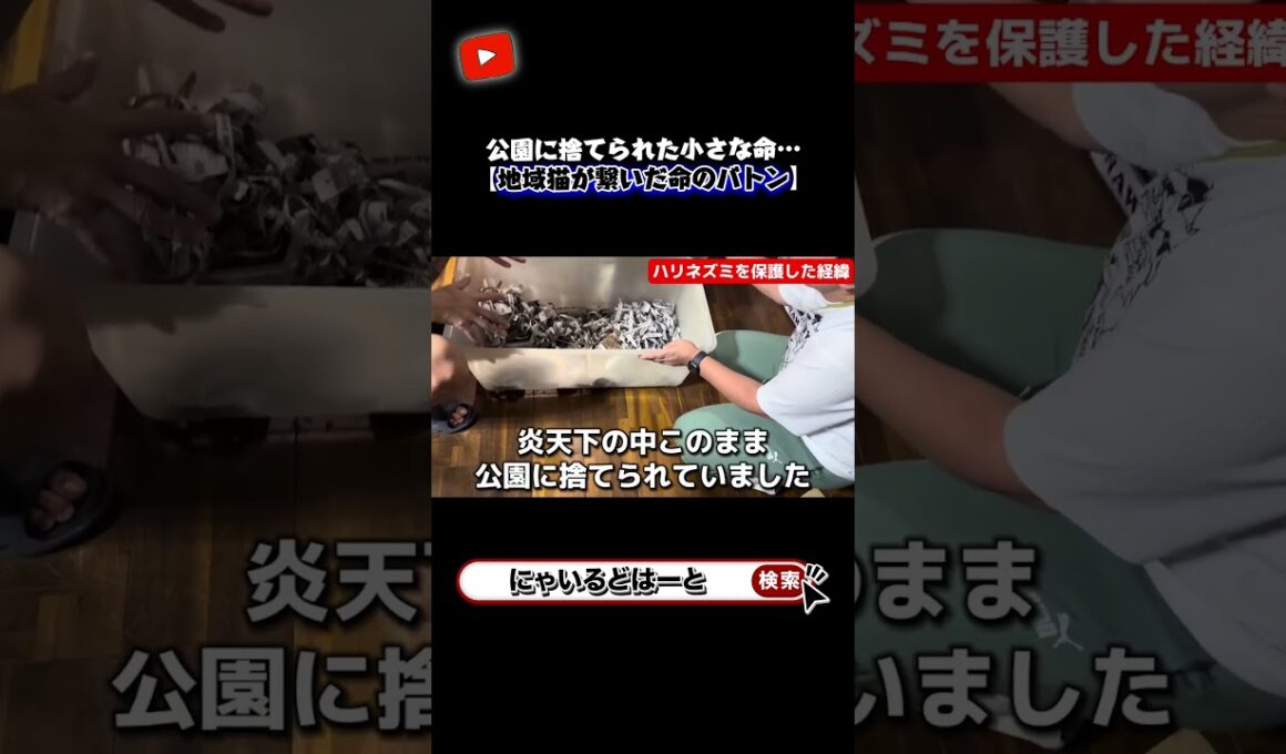 炎天下の公園に捨てられた小さな命#shorts