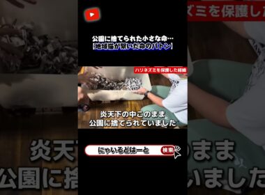 炎天下の公園に捨てられた小さな命#shorts