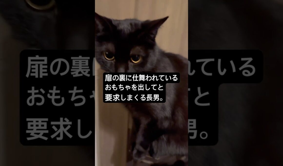 狩りの時間ですよ。 #cat #猫のいる暮らし #ボンベイ #黒猫