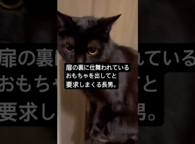 狩りの時間ですよ。 #cat #猫のいる暮らし #ボンベイ #黒猫