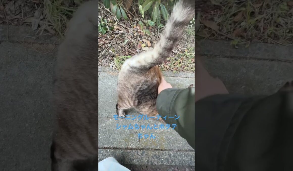 モーニングルーティーンシャムちゃん、ホタテちゃん