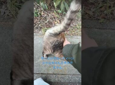 モーニングルーティーンシャムちゃん、ホタテちゃん