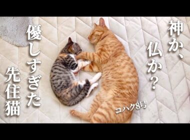 【本当に猫か？】小さな子猫が突然来ても絶対怒らない、心優しい先住猫がここにいます。