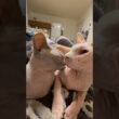 兄妹仲良し猫スルタンとアレクサンドラ【スフィンクス】