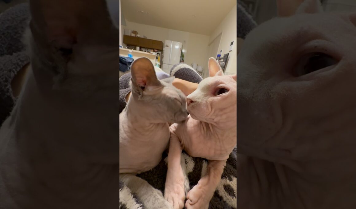 兄妹仲良し猫スルタンとアレクサンドラ【スフィンクス】