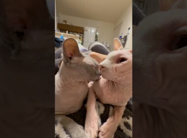 兄妹仲良し猫スルタンとアレクサンドラ【スフィンクス】