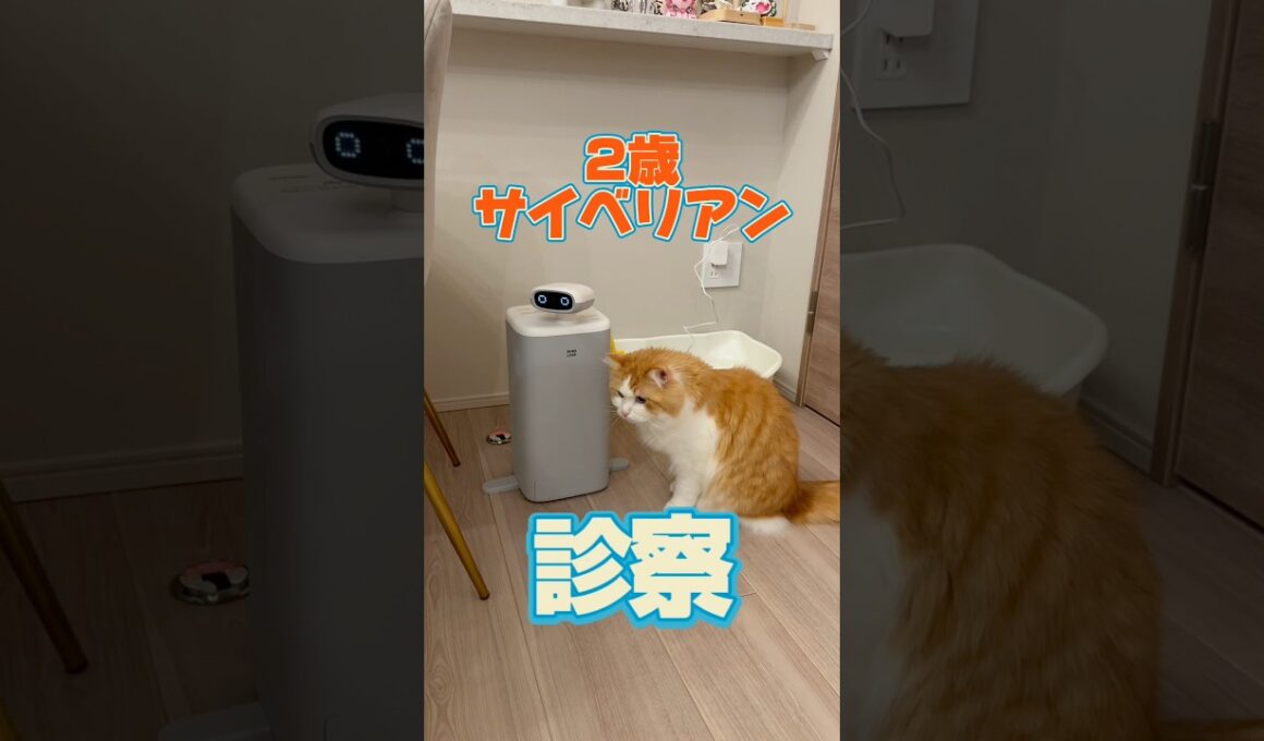 2歳のサイベリアンが動物病院にやって来た！