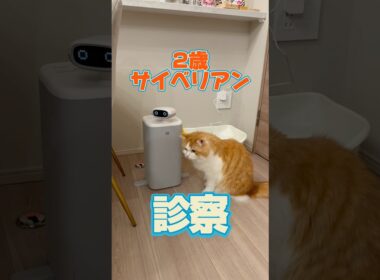 2歳のサイベリアンが動物病院にやって来た！