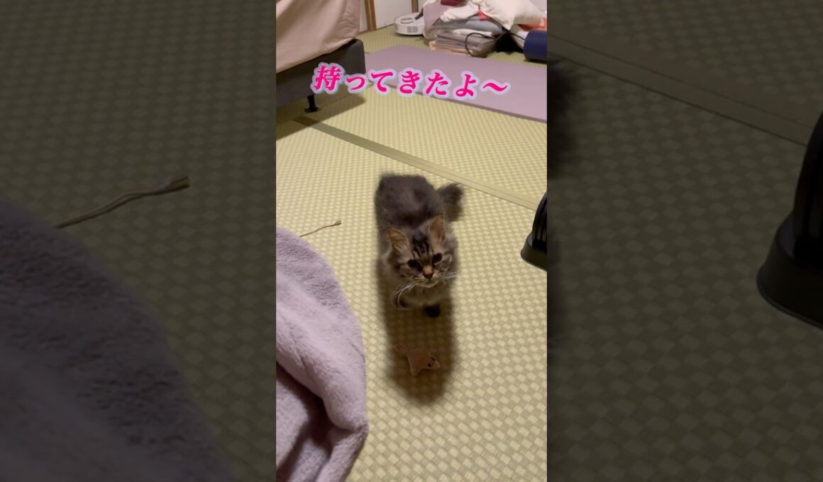 おもちゃ持ってきたよ〜#猫#猫のいる暮らし#cat #スクーカム