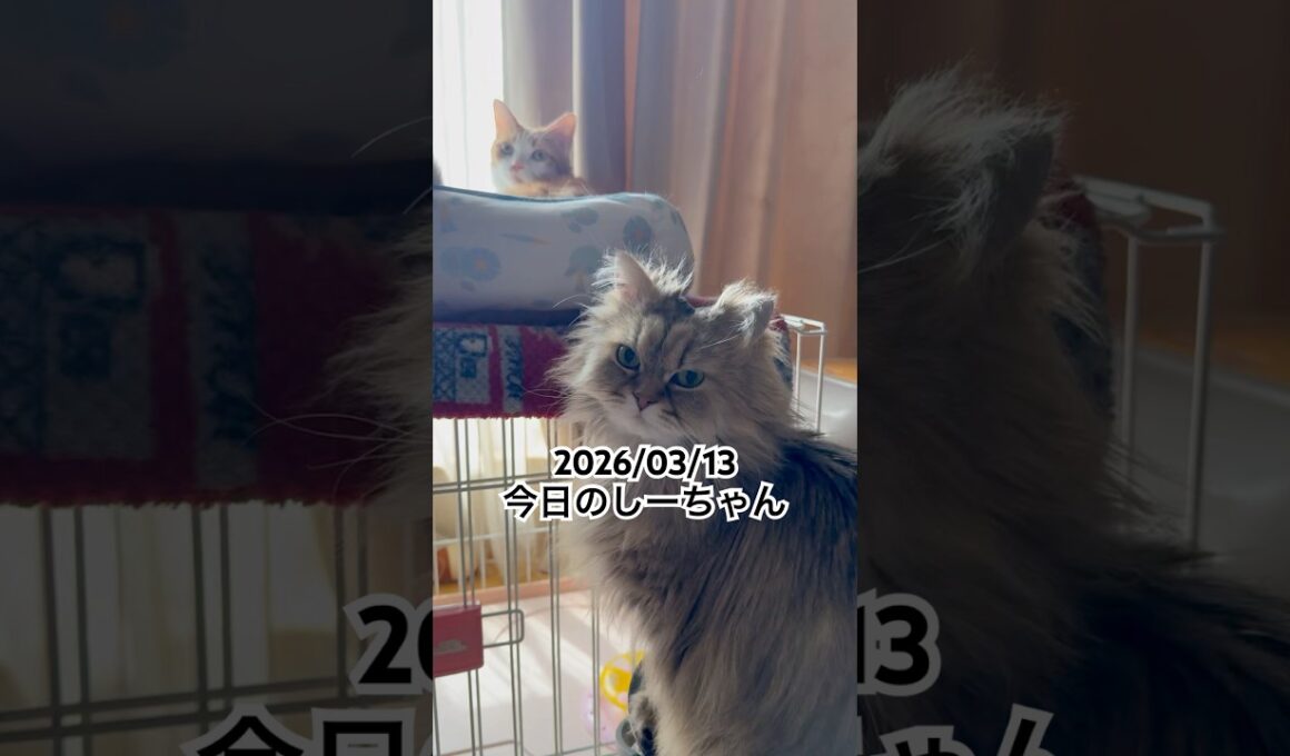 2026/03/13今日のしーちゃん #猫 #ペルシャ #シエル #cat #猫のいる暮らし