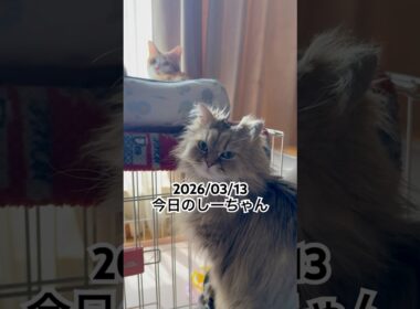 2026/03/13今日のしーちゃん #猫 #ペルシャ #シエル #cat #猫のいる暮らし