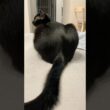 おしりツヤツヤ黒猫ボンベイ　#cat #ねこ #ねこのいる生活 #ねこのいる暮らし #ねこ動画 #猫好きさんと繋がりたい #かわいい #癒やし