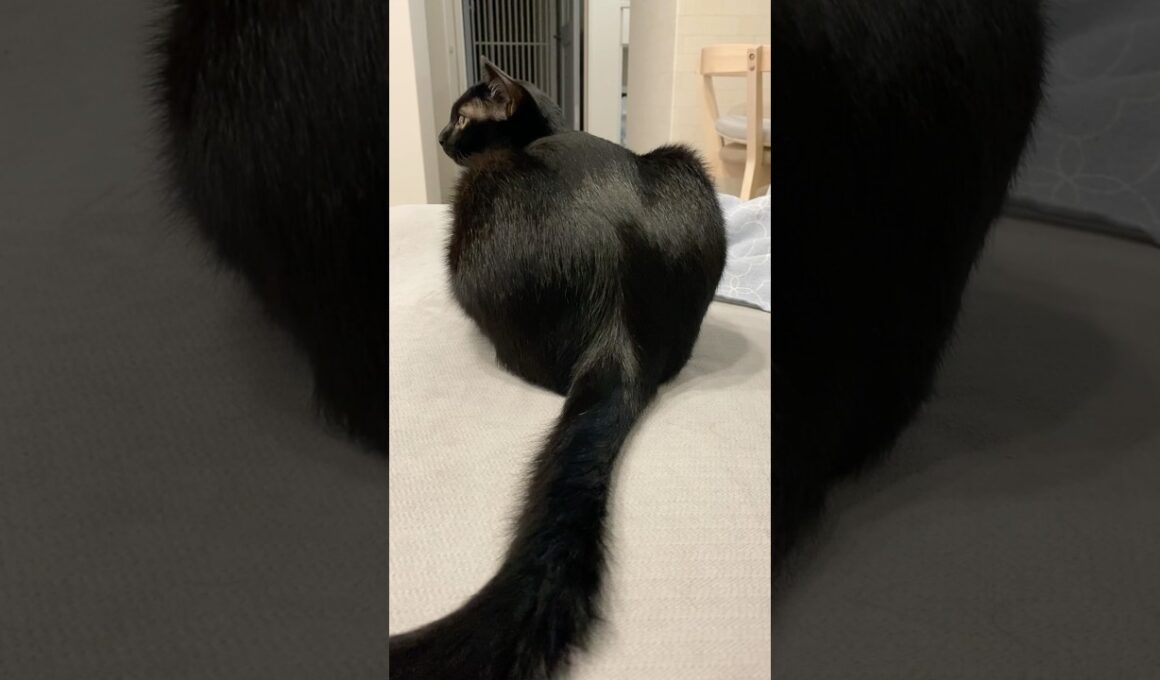 おしりツヤツヤ黒猫ボンベイ　#cat #ねこ #ねこのいる生活 #ねこのいる暮らし #ねこ動画 #猫好きさんと繋がりたい #かわいい #癒やし