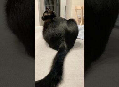 おしりツヤツヤ黒猫ボンベイ　#cat #ねこ #ねこのいる生活 #ねこのいる暮らし #ねこ動画 #猫好きさんと繋がりたい #かわいい #癒やし